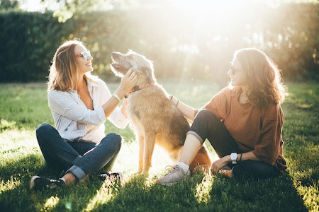 MoneyCheck | VHV Hundehaftpflicht & Hundeversicherung