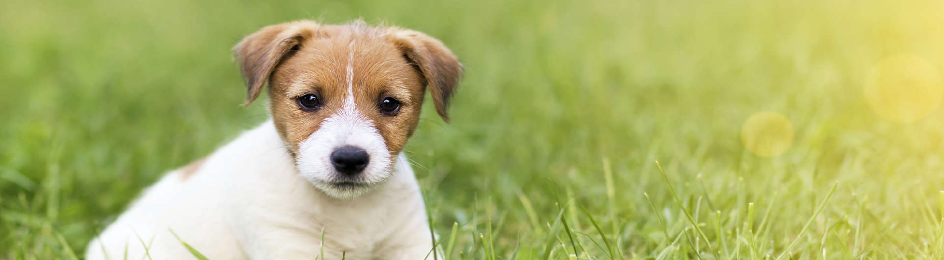 Hundehaftpflicht & Hundeversicherung Welpen