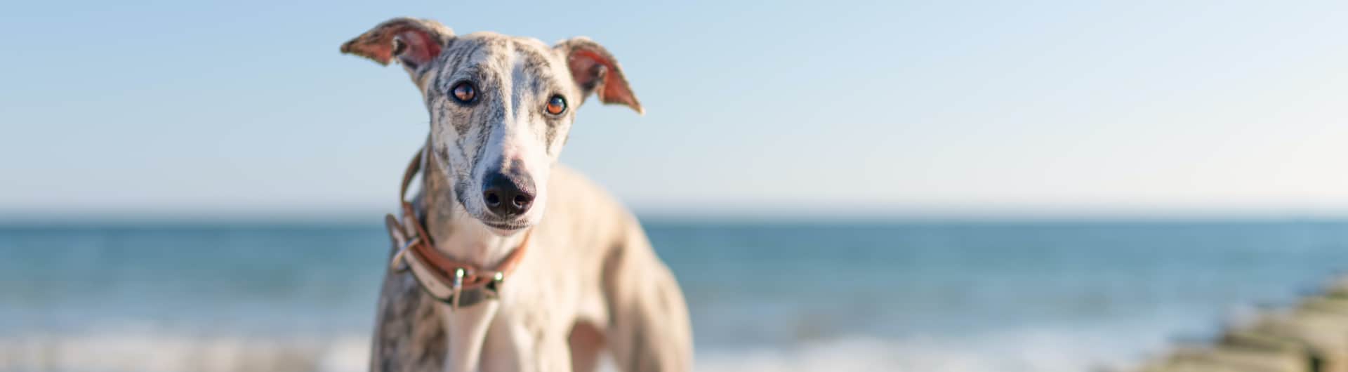 Hundehaftpflicht & Hundeversicherung Whippet