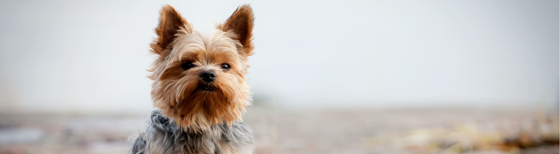 Hundehaftpflicht & Hundeversicherung Yorkshire-Terrier