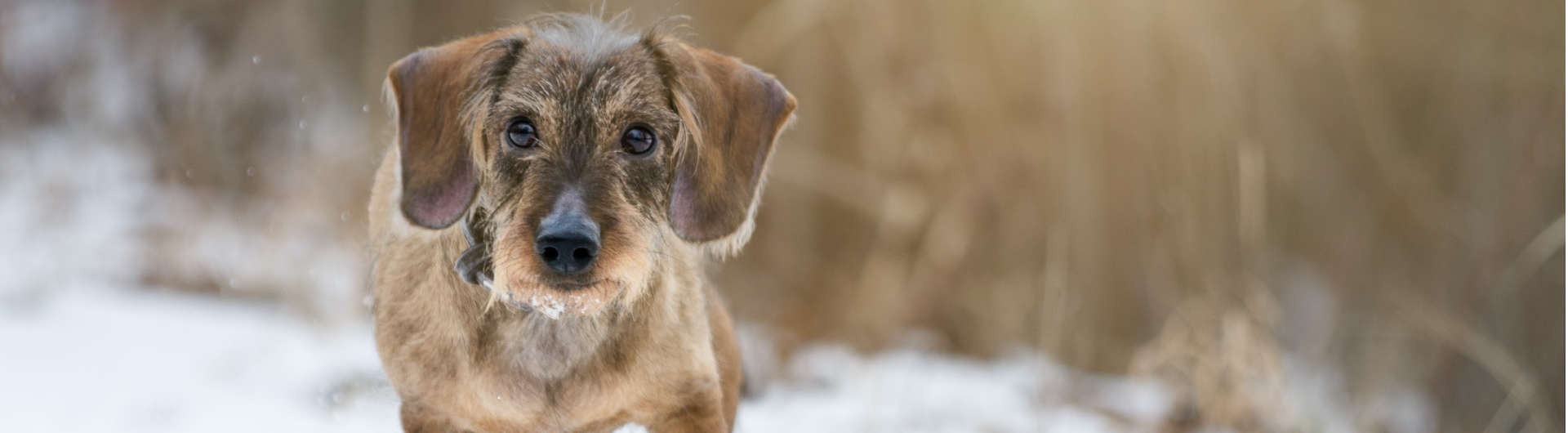 Hundehaftpflicht & Hundeversicherung Zwergdackel