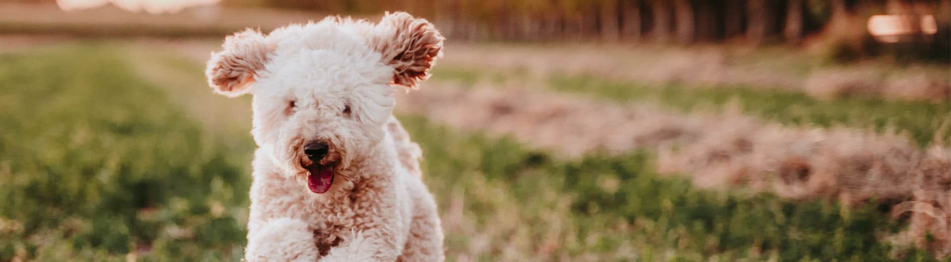 Die Bayerische Hundehaftpflicht & Hundeversicherung