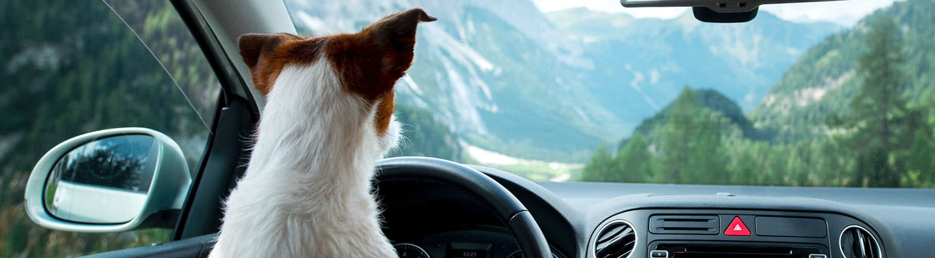 LVM Hundehaftpflicht und Hundeversicherung