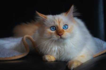 MoneyCheck | Birma Katzenversicherung