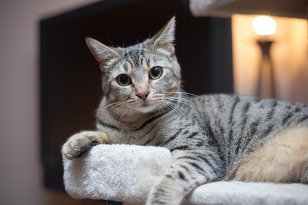 MoneyCheck | Ägyptische Mau Katzenversicherung