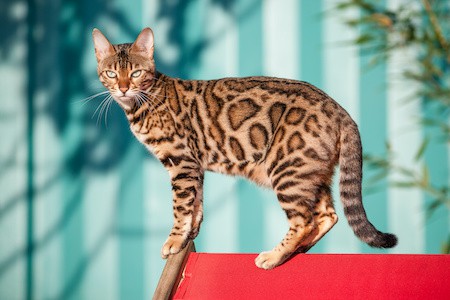 MoneyCheck | Bengal Katzenversicherung
