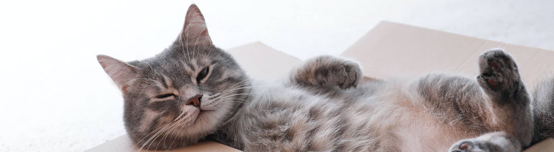 Katzenversicherung für Wohnungskatzen