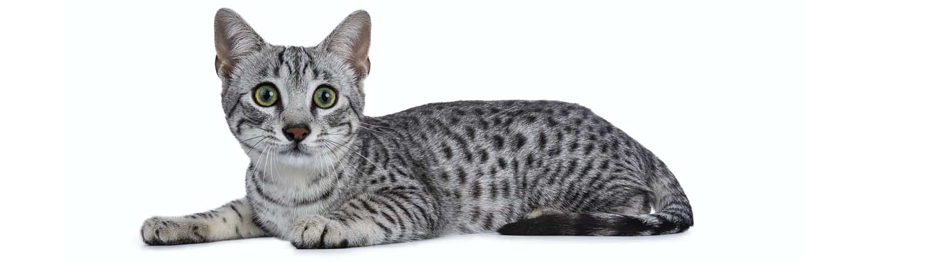 Ägyptische Mau Katzenversicherung