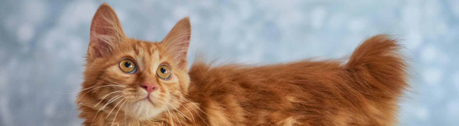 American Bobtail Katzenversicherung